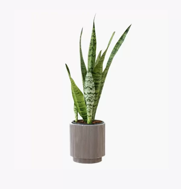 Faucibus Interdum